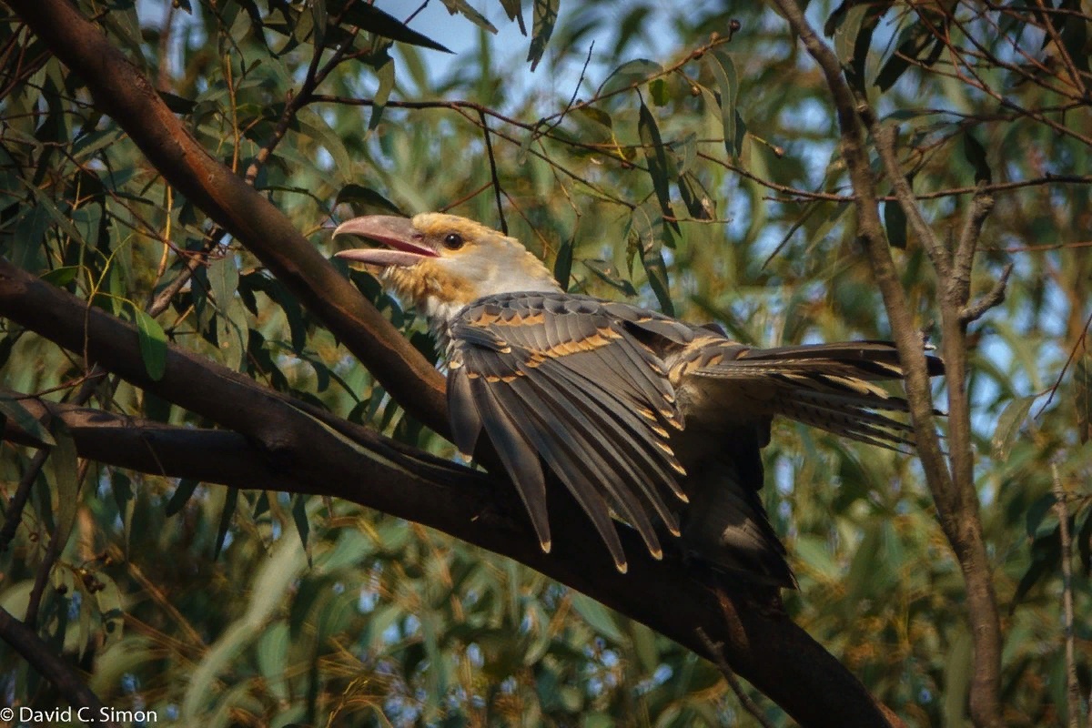 Только иволги кричат да кукушки. Giant Cuckoo. Крокодилу подбросили яйца птицы.