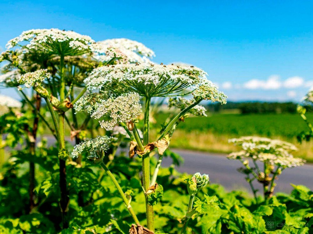Борщевик, говорят, мигом на участке все заполнит