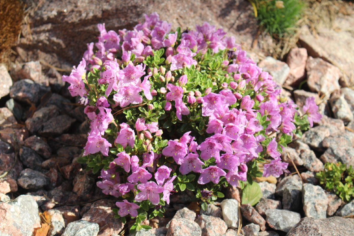 Rhododendron celeticum "Сompactum" в нашем саду в мае