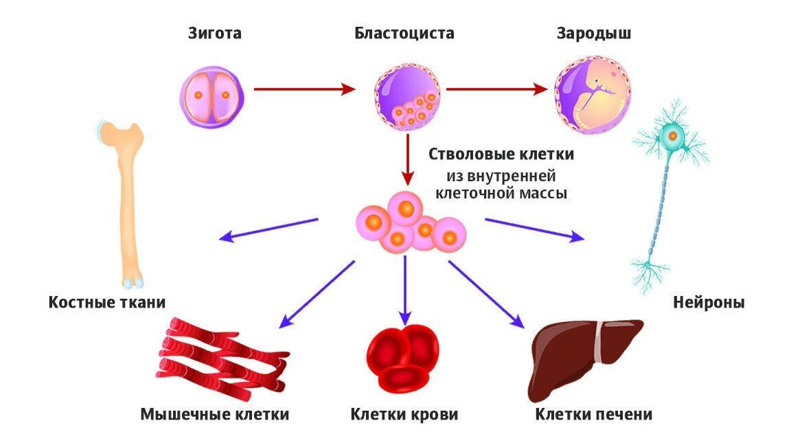 Стволовые клетки взрослого организма примеры их предназначение