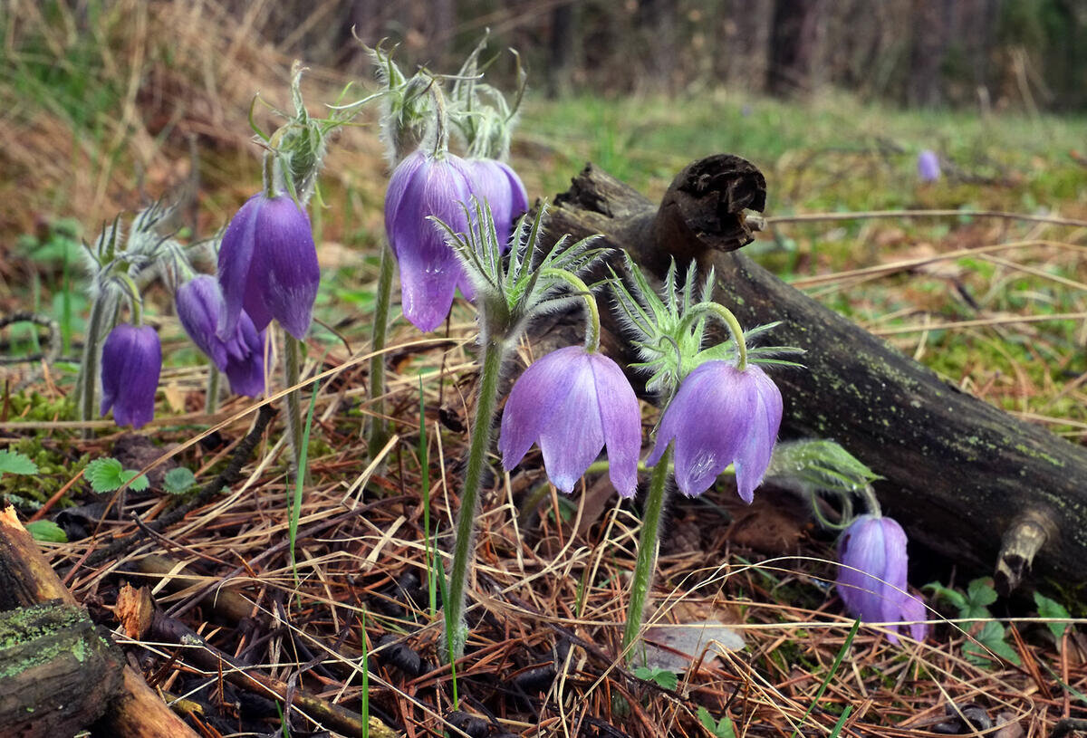 Скоро на всех полянах страны (фото пользователя Kysh)