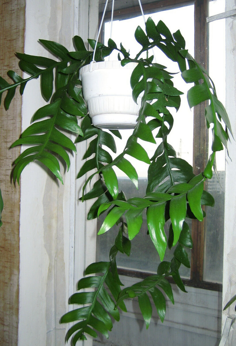 Эпифиллум хризокардиум в комнате. Фото автора.