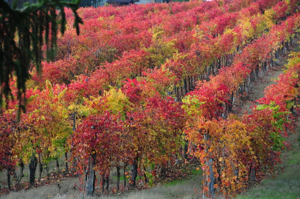Осенние виноградники