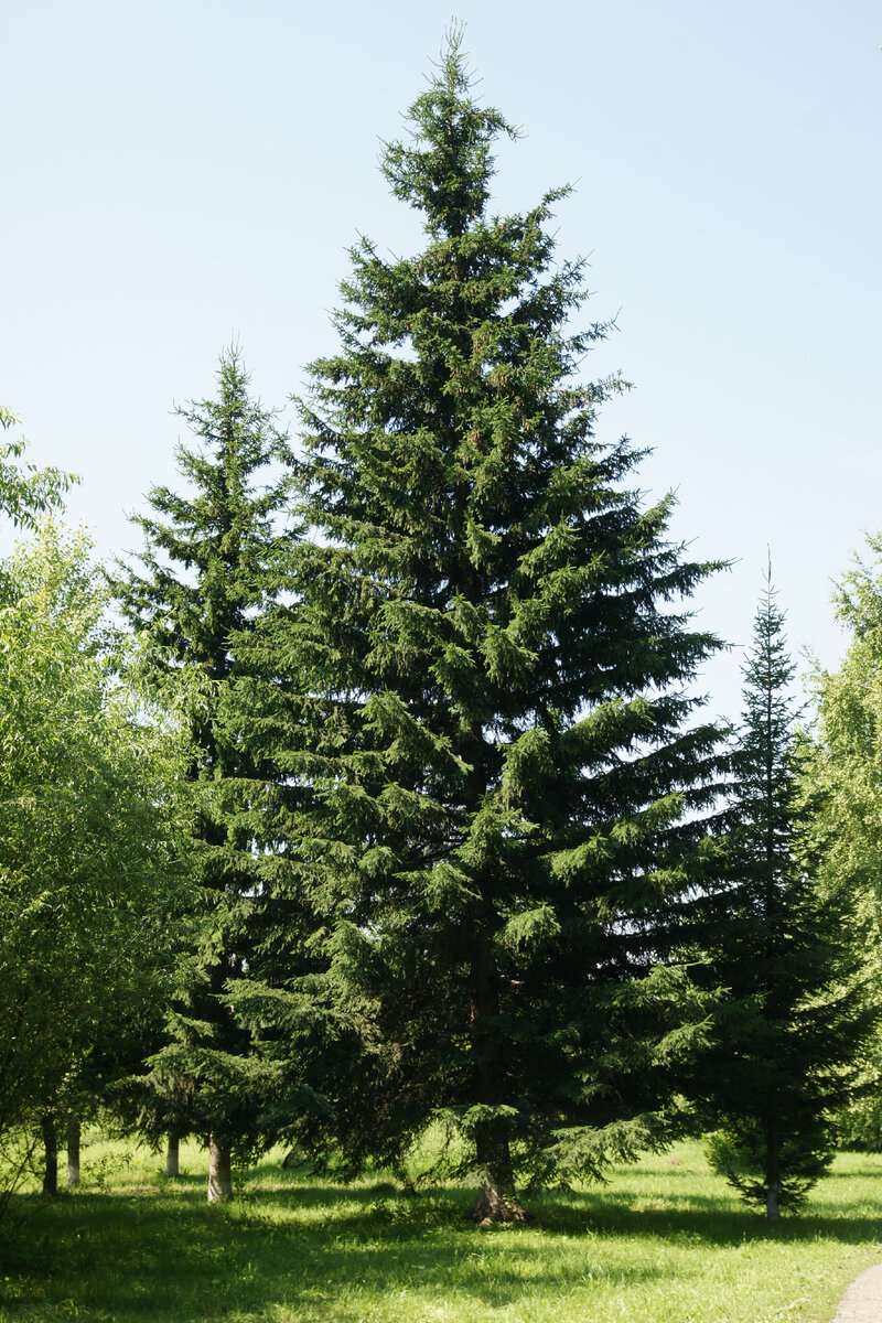 Ель - хвойная красавица, радует своей зеленью круглый год,  придаёт особенную изюминку, гармонию и естественноть любому саду.