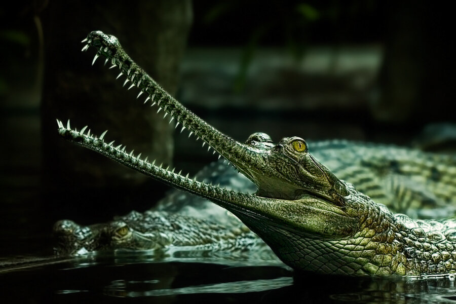 Топ-5 необычных видов крокодилов | КАА | Дзен