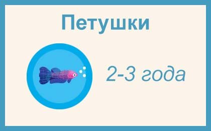 Представители рода Betta , семейства Osphronemidae.