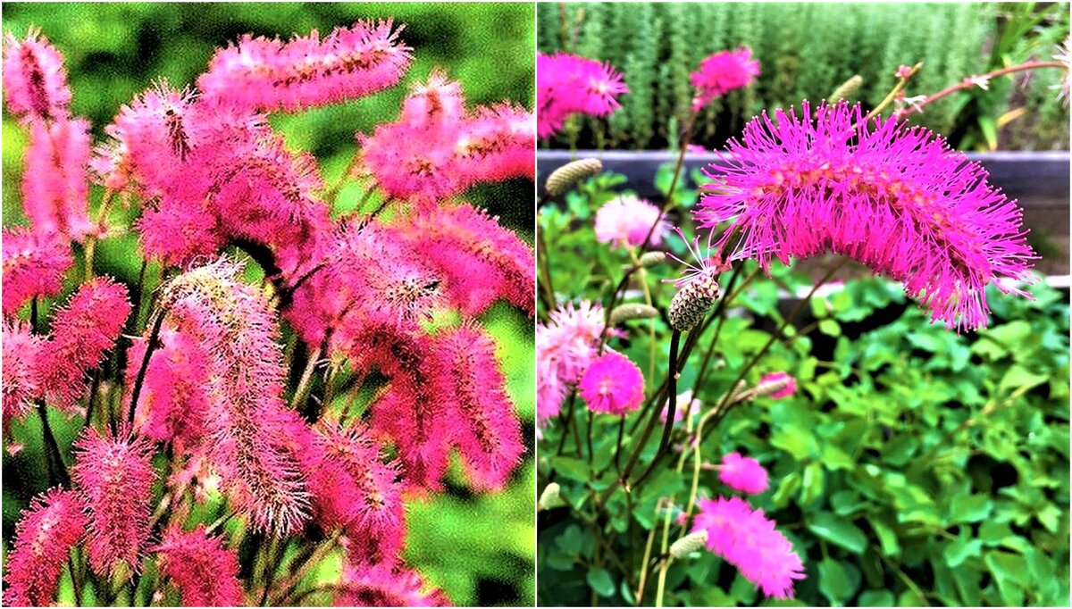 Фото с сайта: https://clck.ru/cHME8