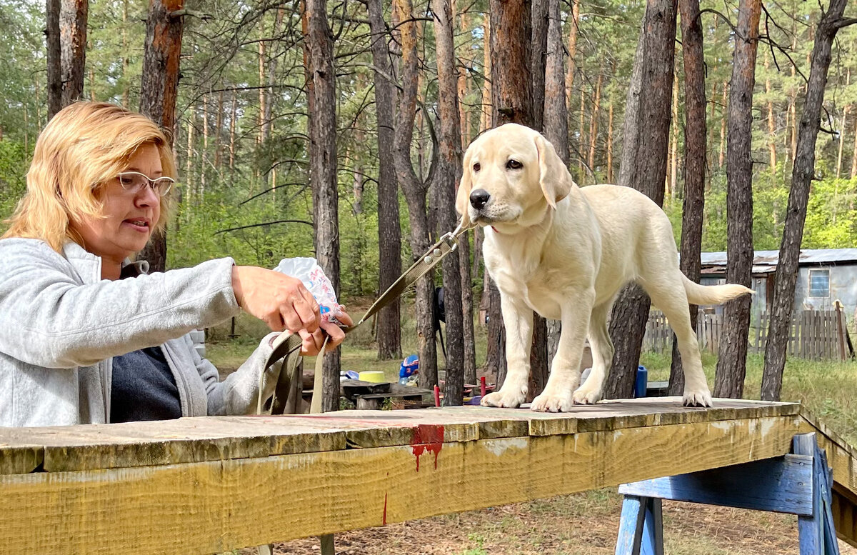 Палевый лабрадор