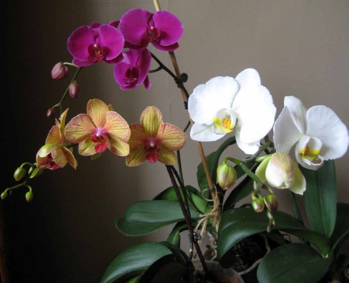 Орхидея Phalaenopsis. Фаленопсис Буэнос Айрес. Орхидея фаленопсис Monro. Фаленопсис Moth Orchid.