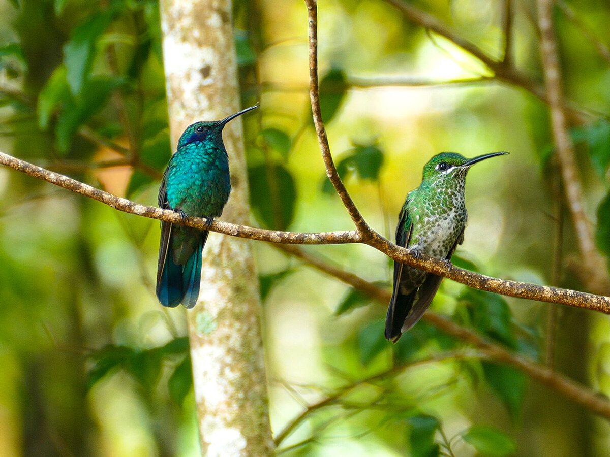 птица квезаль (кетцаль). коста рика бабочки. кетсаль небо и земля. птица квезаль (кетцаль). квезаль священная птица.
