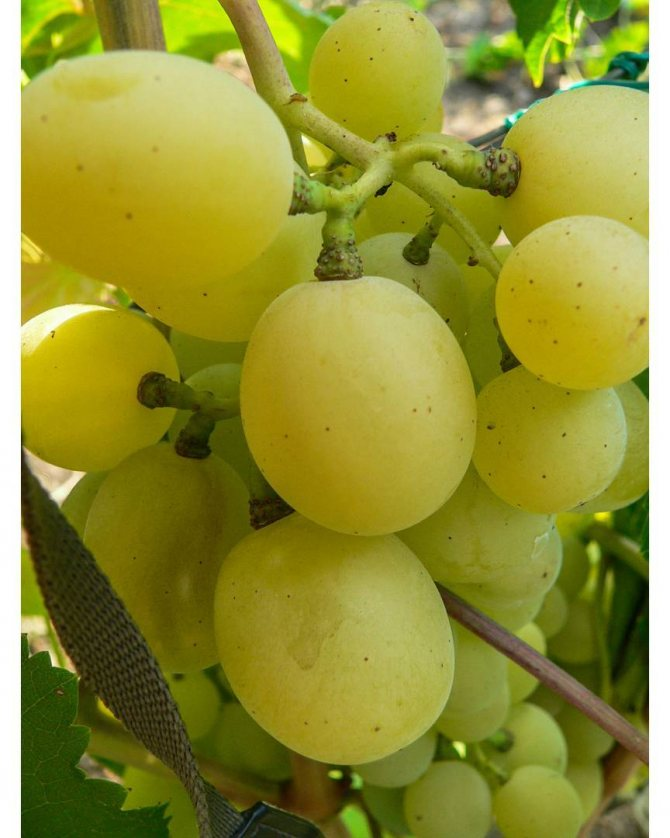 но по это му фото многие уже догадались