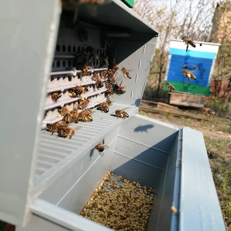 Полезные свойства пчелиной пыльцыРассматриваемый продукт пчеловодства представлен натуральным растительным компонентом в сочетании с особым пчелиным секретом. Богатое содержание витаминов, минералов и биоактивных веществ способствует возникновению множества положительных эффектов при употреблении пчелиной пыльцы в пищу.Стоит отметить следующие свойства этого продукта:обеззараживающее, противовоспалительное действие;иммуномодулирующий эффект;восстанавливающее действие;противоопухолевая активность;омолаживающий эффект;желчегонное действие;антисклеротическое влияние на организм.Пыльца, собранная с различных сортов лекарственных трав, может применяться для направленной терапии, а также для профилактики хронических заболеваний.Народные врачеватели отмечают высокую пользу пчелиной пыльцы для мужского и женского организма. Дело в том, что в этом продукте содержится огромное количество веществ, которые благотворно влияют на репродуктивную систему человека.Употребление пчелиной пыльцы способствует:активации репродуктивных клеток;восстановлению половой функции организма;созданию благоприятного фона для зачатия и вынашивания ребёнка.Мужчинам полезна пчелиная пыльца в плане защиты организма от повседневного стресса и перенапряжения. Этот продукт укрепляет, восстанавливает силы. Пчелиная пыльца полезна для защиты нервной системы, укрепления сердечной мышцы, улучшения работы кроветворения.Женщины оценят действие этого продукта в период менструаций и при климаксе. Регулярно употребляя пчелиную пыльцу, можно оказать серьёзную поддержку системе кроветворения, укрепить нервную систему и создать устойчивый к стрессам психологический фон.Пчелиную пыльцу нередко дают детям с целью поддержания и восстановления иммунитета (при этом нужна консультация врача). Заботливые родители предпочитают укреплять свой и детский организм не только в сезон ОРВИ и простуд, но и заблаговременно. Это помогает защититься от вирусных и бактериальных инфекций почти наверняка. Также пчелиная пыльца является отличным восстанавливающим средством, которое поддержит и поможет организму справиться с последствиями простудного или другого инфекционного заболевания.