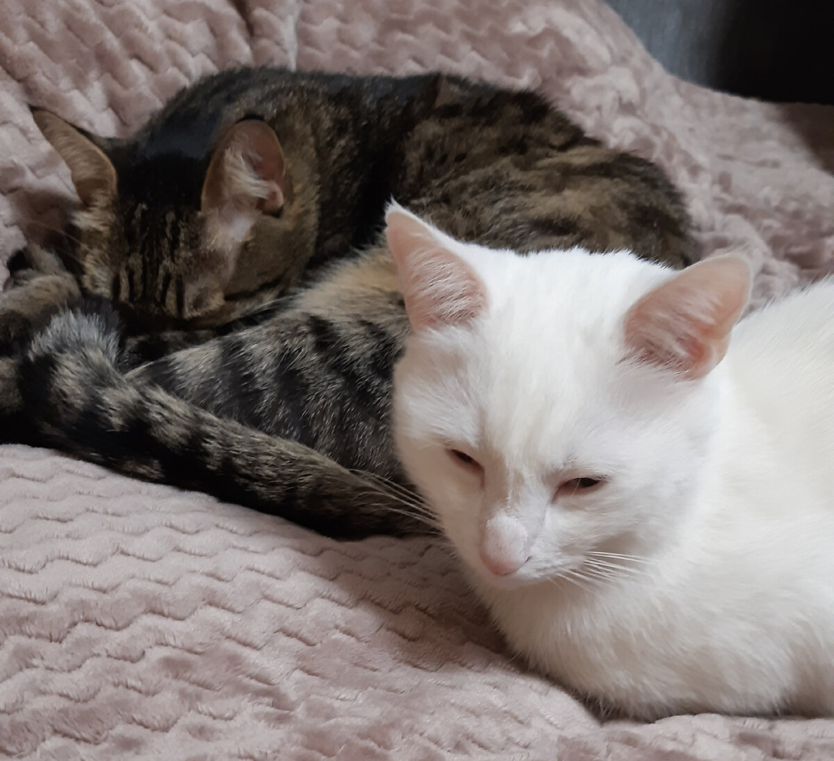 Кузя и Мелкий дрыхнут. Фото автора.