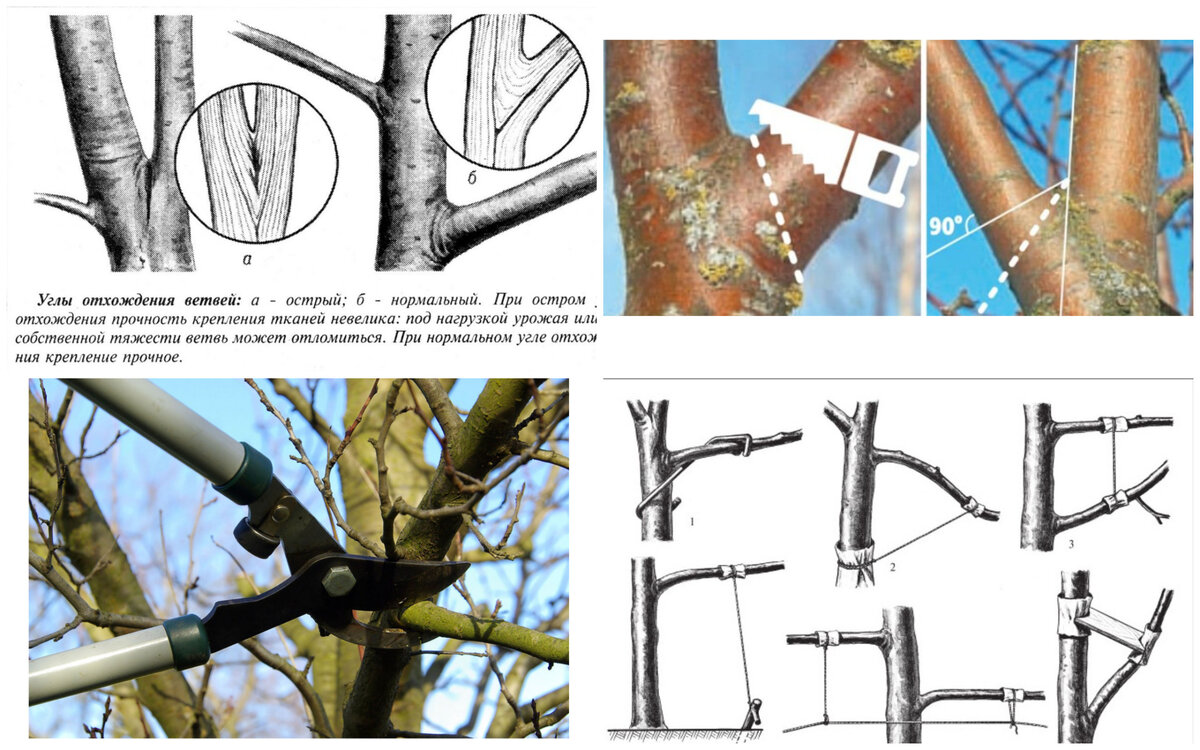 Дерево для презентации. Деревья очищают воздух. Почему ими как деревья. Деревья для дошкольников. Для чего нужны деревья для детей.
