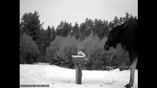 Лоси пришли на солонец. Видео с фотоловушки