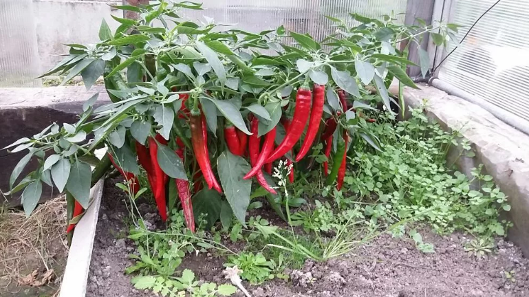 Фотография взята из источника ogorod-bez-hlopot.ru