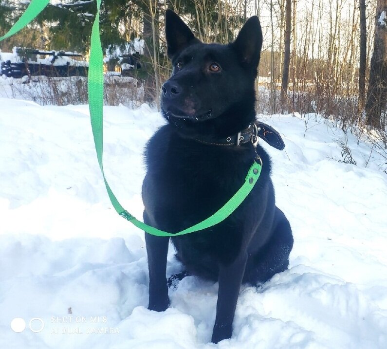 Умница и красавица Шелли. На фото выполняет команду "сидеть"