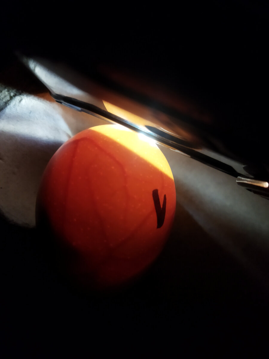 Овоскопирование яйца при помощи фонарика мобильного телефона