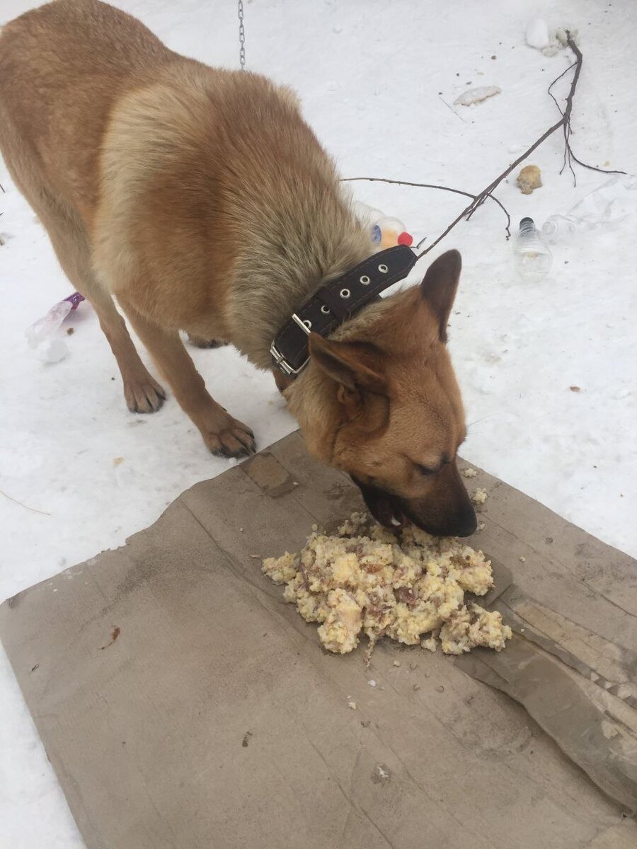 Каждая бездомная собака, или собака условно бездомная, как Найда - это трагедия. 