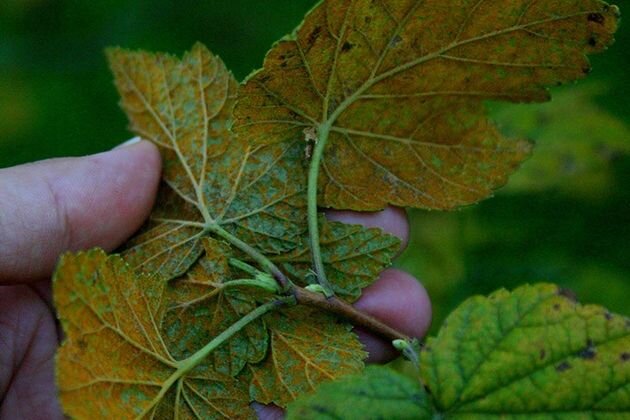 ржавчина на смородине 