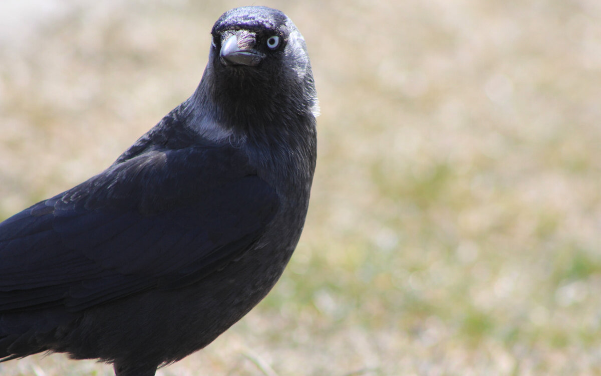 Много примет в этот день связано с грачами. Фото: Pxfuel.com 