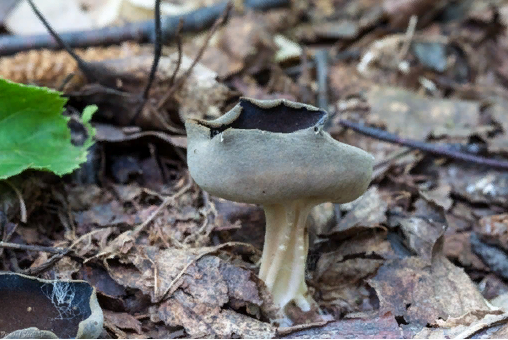 Фото Д. Агеева. Новосибирск. Лопастник Келе - Helvella queletii. Съедобность неизвестна.