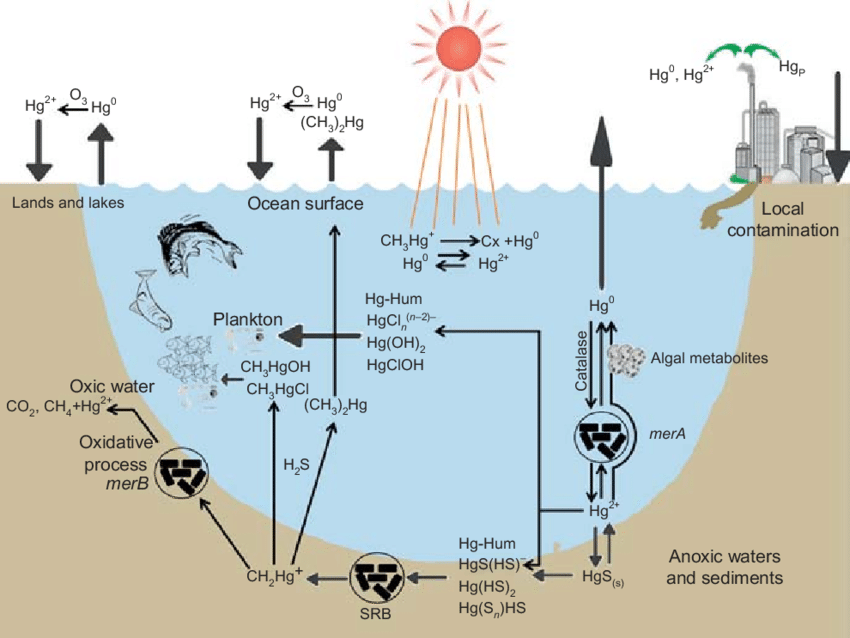 Рециркуляция ртути в окружающей среде