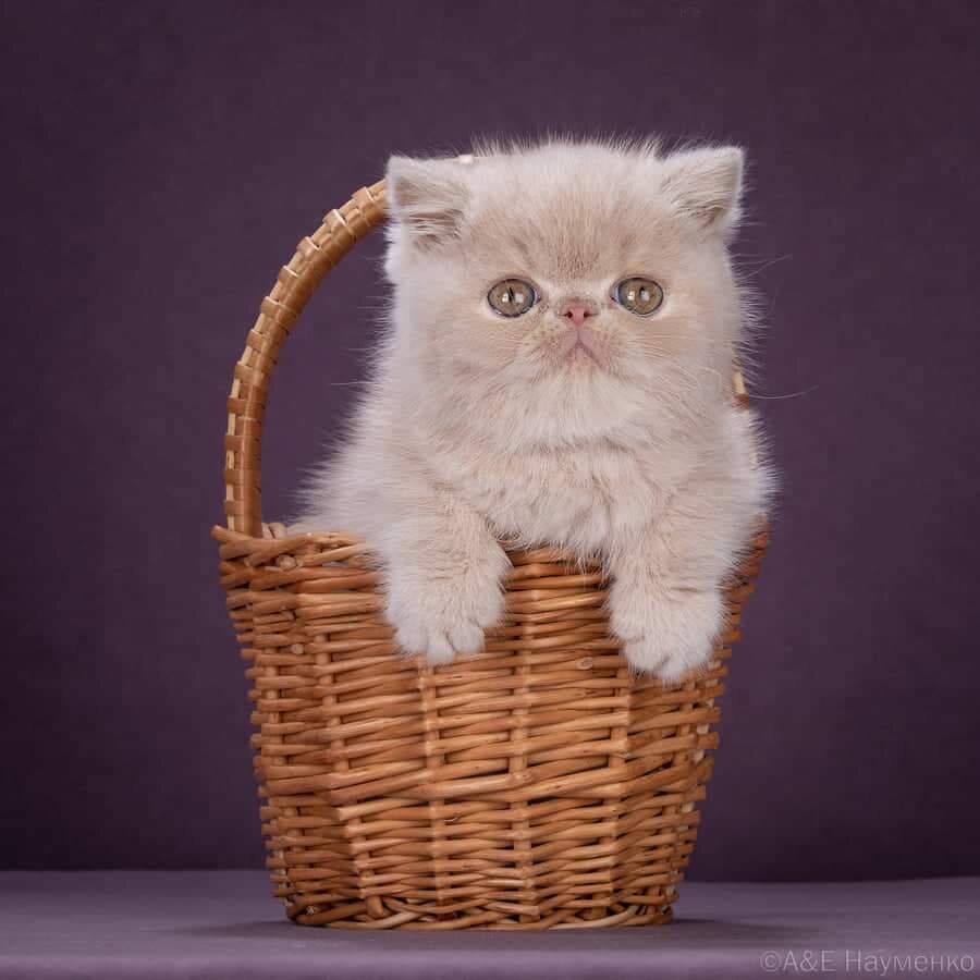 Вот такой красивый котёнок по имени Симба есть у нас. Он очень милый и ласковый. Котёнок настроения. 