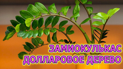 下载视频: ДОЛЛАРОВОЕ ДЕРЕВО ЗАМИОКУЛЬКАС Девять советов по уходу, выращиванию и пересадке. Как выращивать и пересаживать замиокулькас.