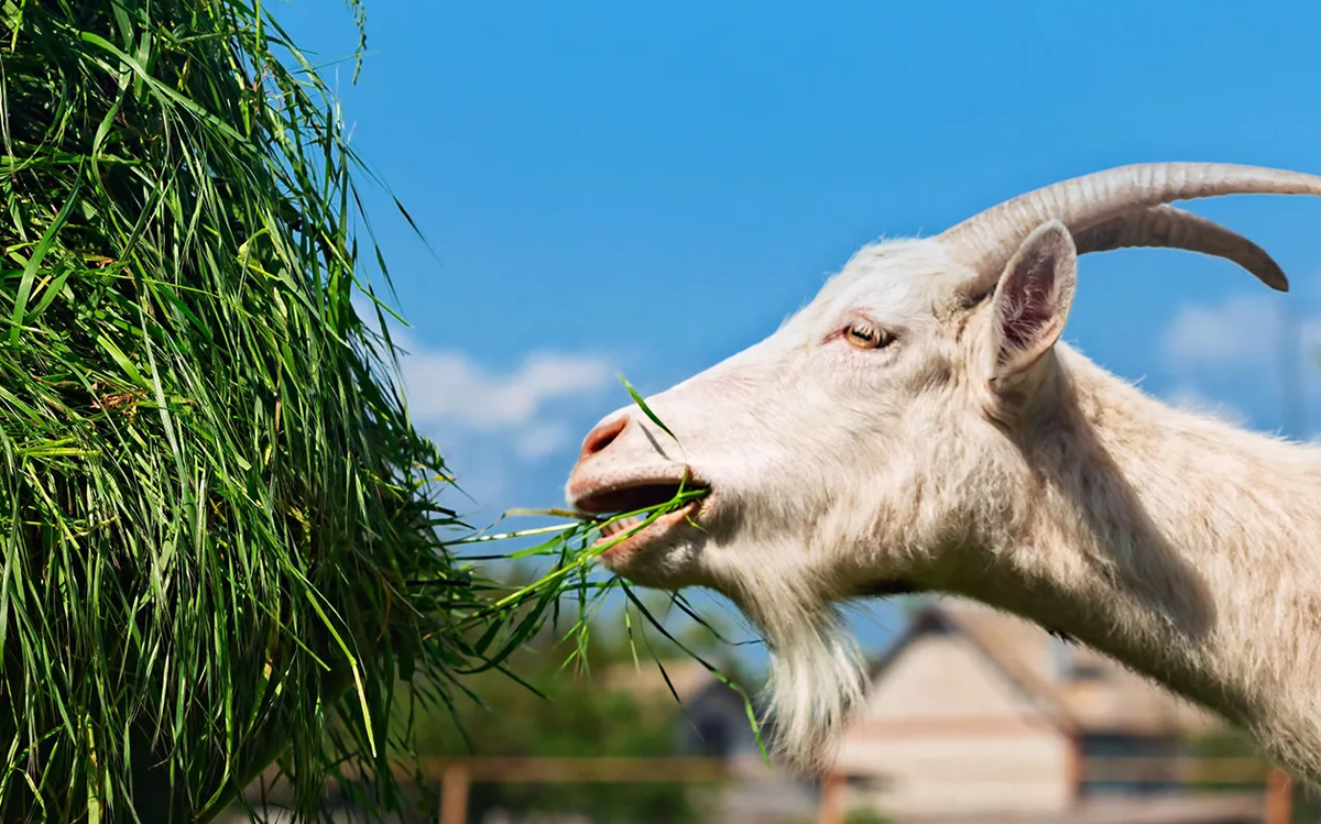 Источник: petnaobed.ru