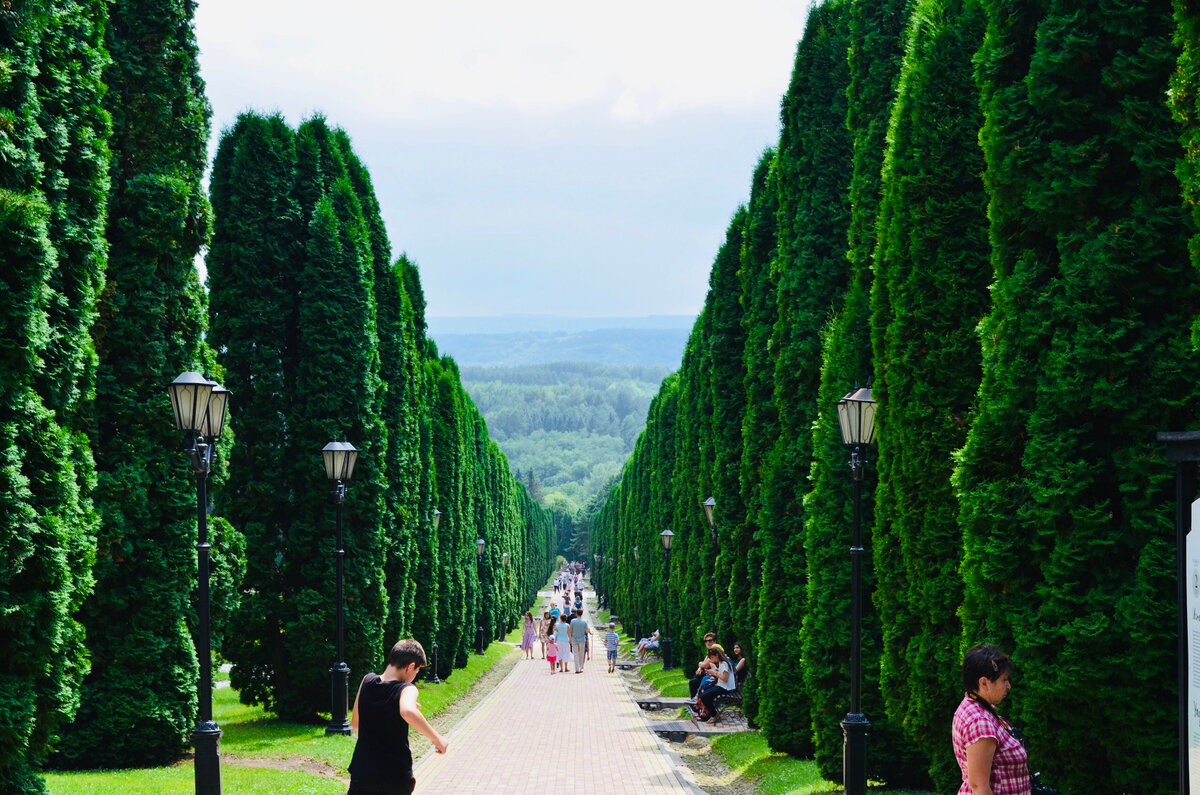 Можжевельниковая аллея