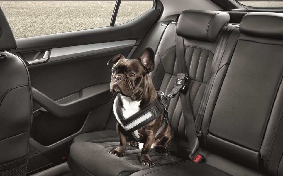 Пример пристегивания собаки задним ремнем безопасности
