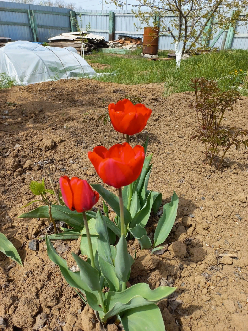 Чем подкормить тюльпаны весной для пышного цветения. Когда подкармливать тюльпаны весной. Чем подкормить тюльпаны. Чем подкормить тюльпаны весной. Чем удобрять тюльпаны ранней весной?.