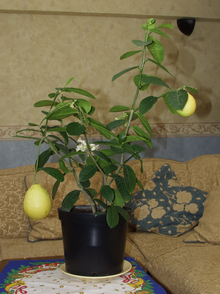 Мой первый лимон был Павловский. Никакой тебе Голландии! Эх...как жаль, что я не смогла его сберечь!