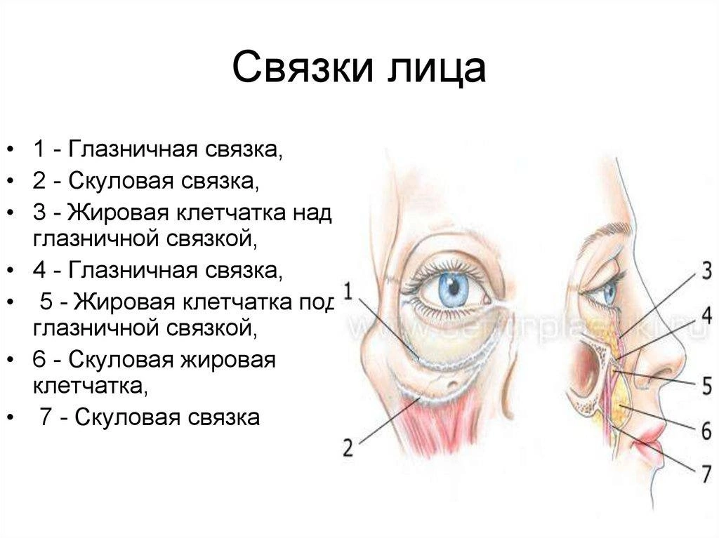 Почему дергается щека. Возрастные изменения связочного аппарата лица. Скуловой нерв анатомия. Связка ORL, скуловая связка.