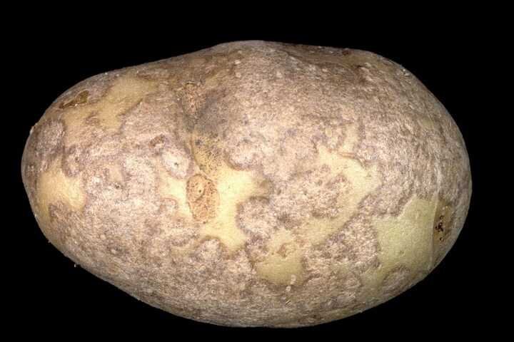 Почему появляется парша. Фото используется с сайта all-begonias-tamaravn.blogspot.com