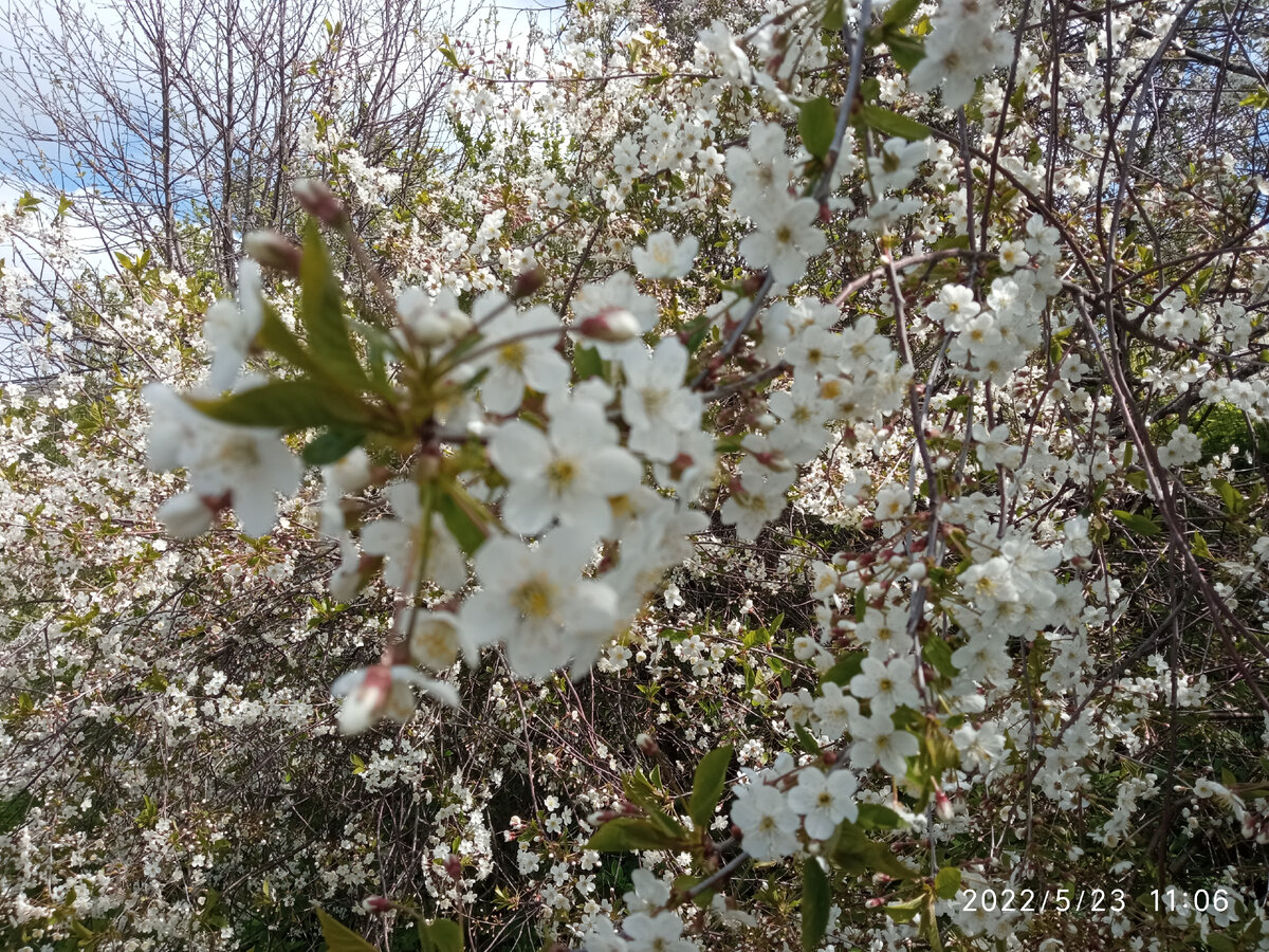 Фото автора статьи вишня в цвету