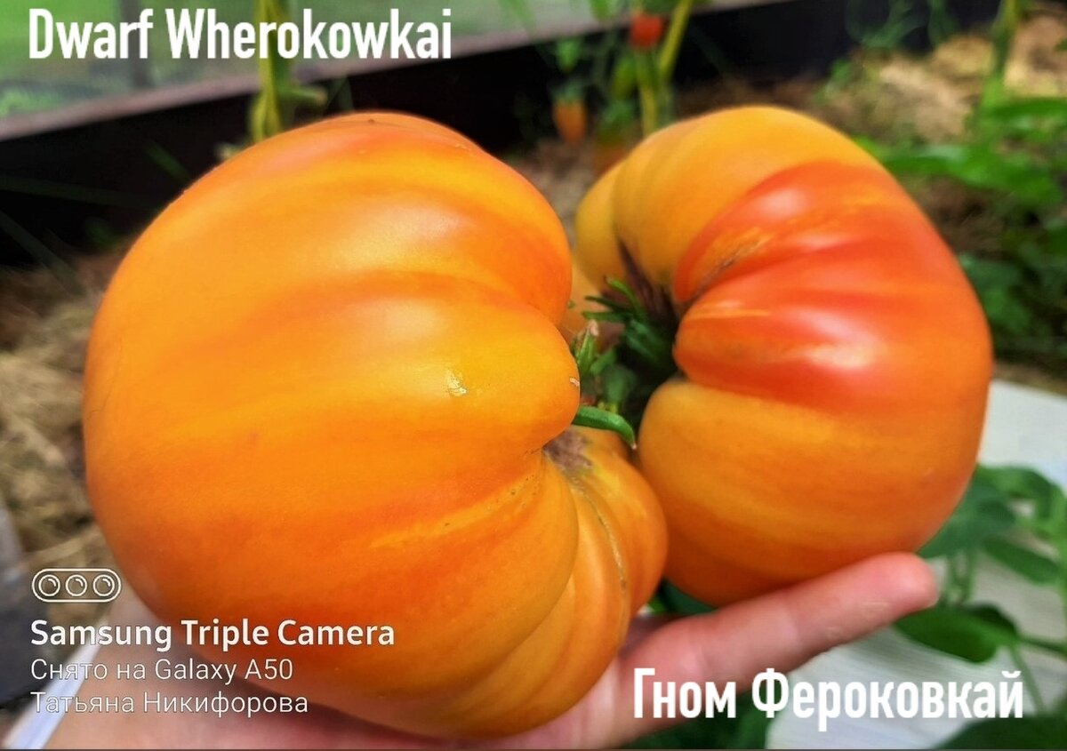 Проект гном томатный dwarf tomato project