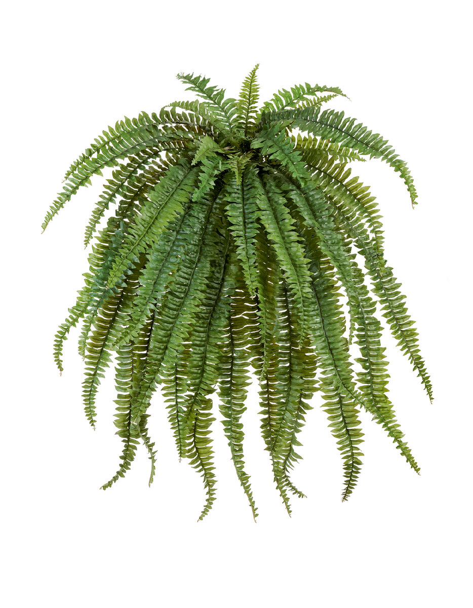 Ампельные растения Treez Collection