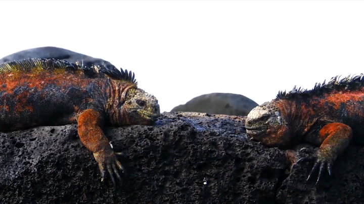 Язык кивков