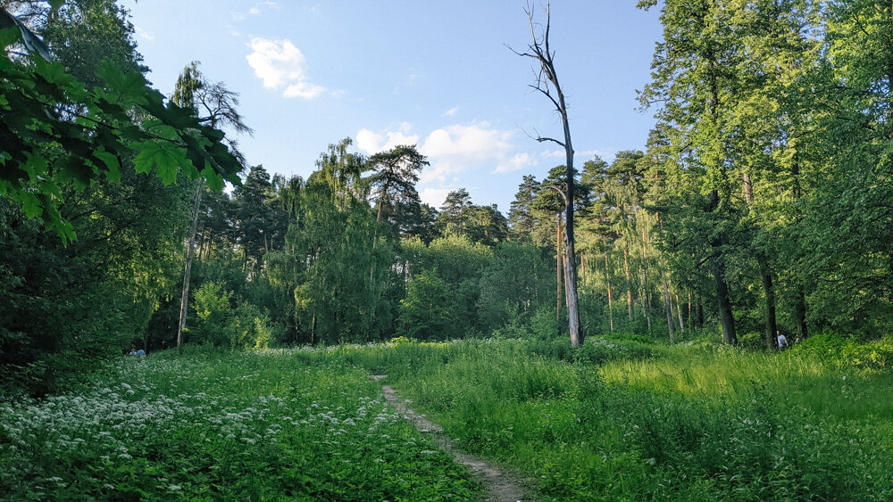 прекрасная полянка