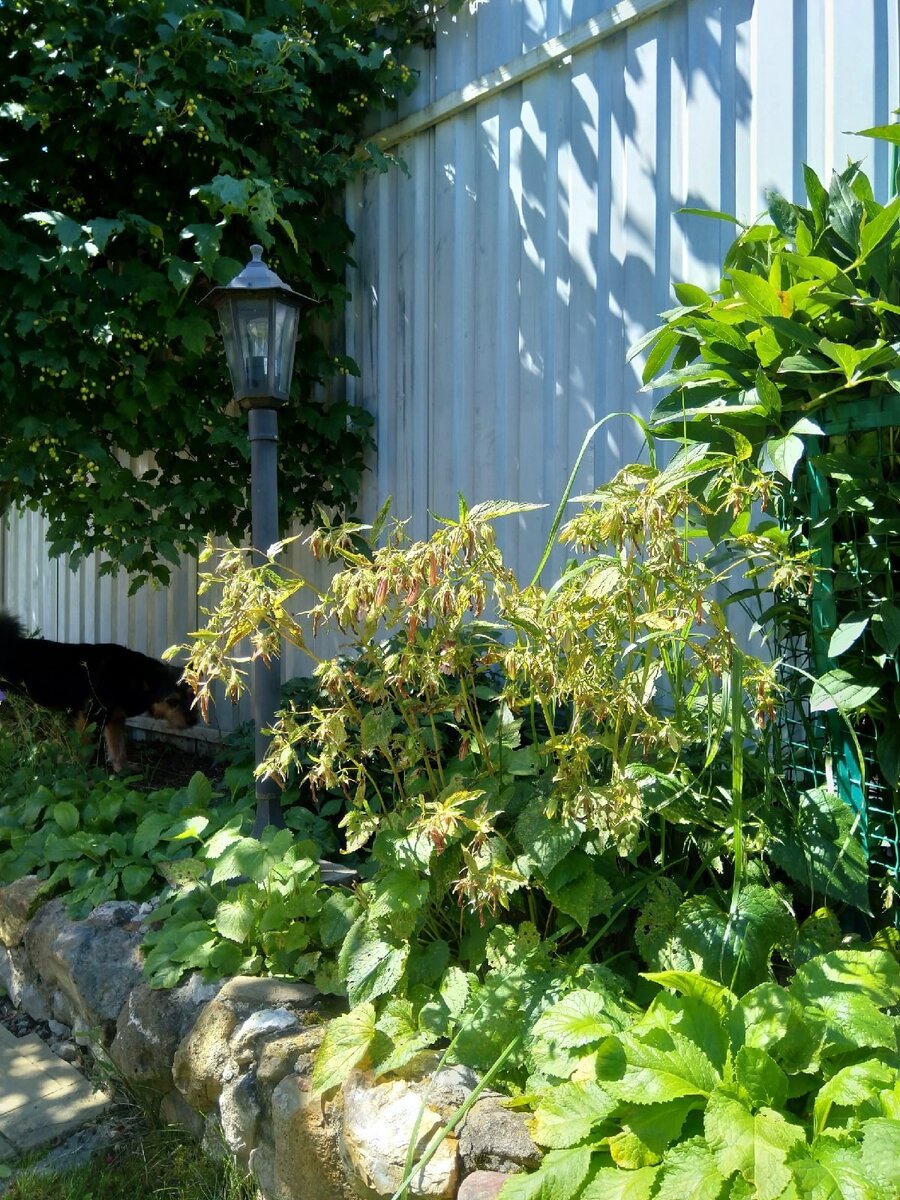 23 июля. Жалкое зрелище, как сказал ослик Иа... И астильба тоже отцвела и сухие цветоносы обрезаны.