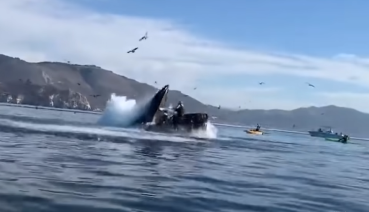 Скриншот видео