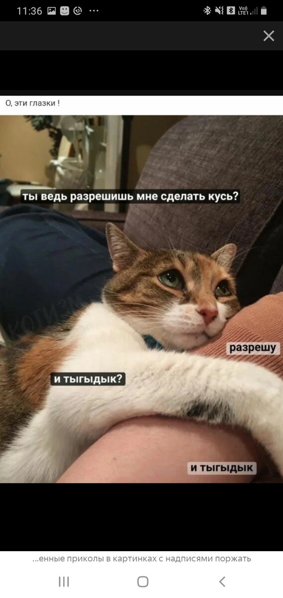 Падришысь