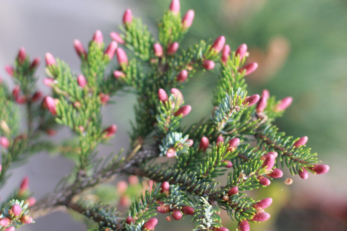 Ель «Дварф Тайгел Тел» (Dwarf Tiger Tail). Источник фото - https://goo.su/rbkUMi7