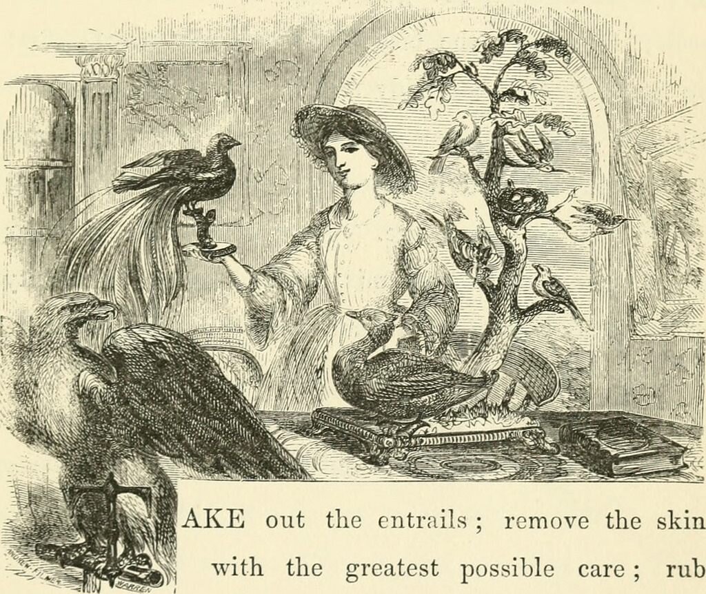 Всего лишь вытащите внутренности, снимите шкуру - DIY по-викториански