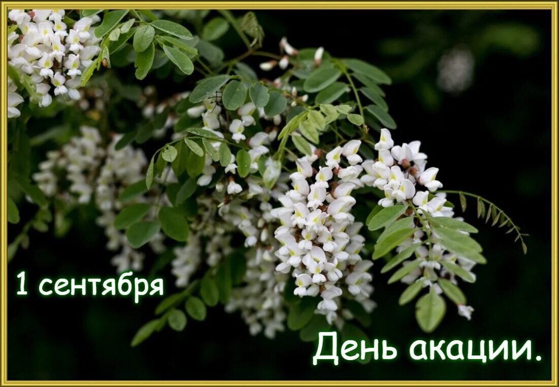 Акация (лат. Acacia) - крупный род цветковых растений семейства Бобовые  (Fabaceae). | 🗓КАЛЕНДАРЬ СОБЫТИЙ 🗒 | Дзен