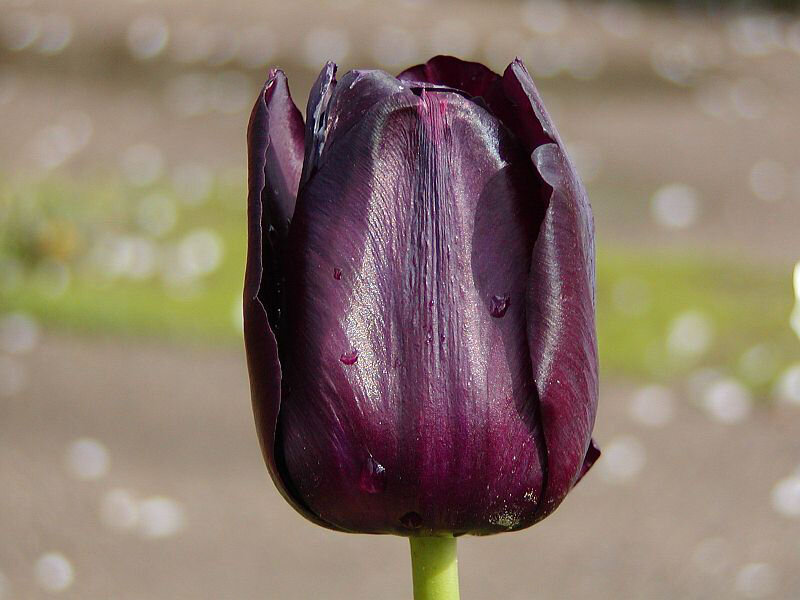 фотосессия с желтыми тюльпанами. девушка с тюльпанами. тюльпаны королева слушать.