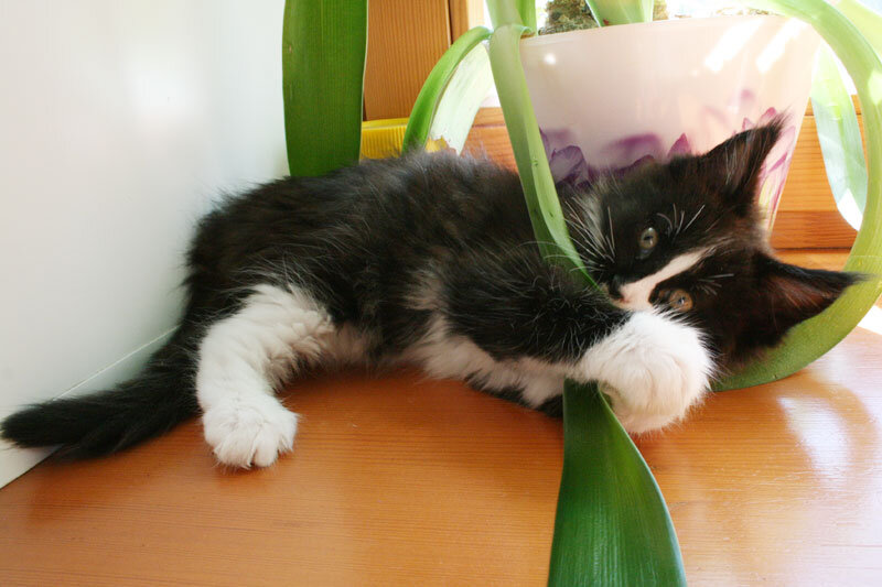 Кошки и цветы - иногда опасное соседство