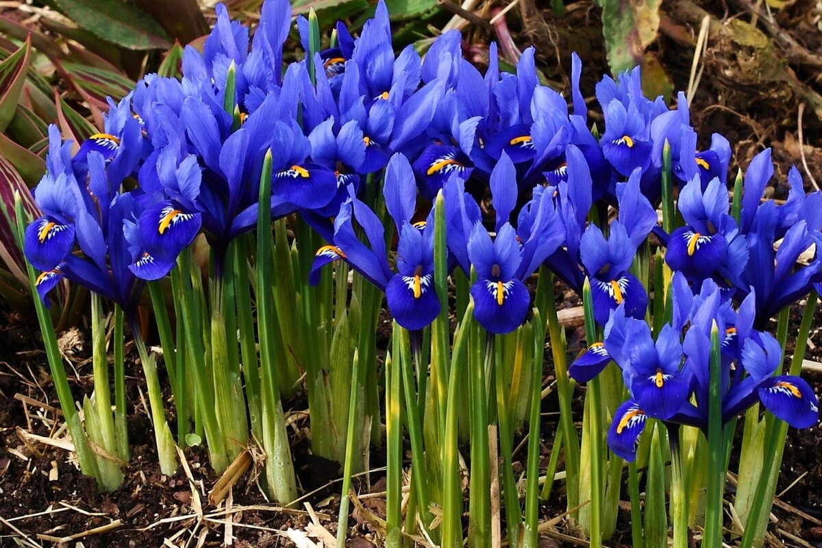     Август – время пересаживать ирисы в саду: раскрываем секреты опытных садоводов